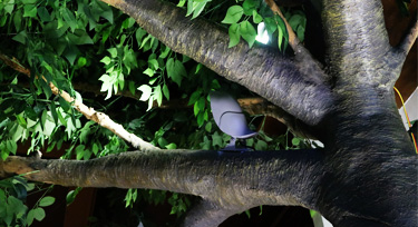 鳳棲梧桐，光臣智科鳥語系列LED投射燈實景應(yīng)用